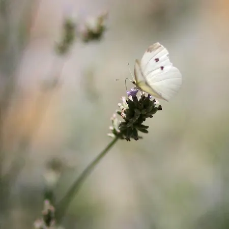 Jasmine Istra فيلة